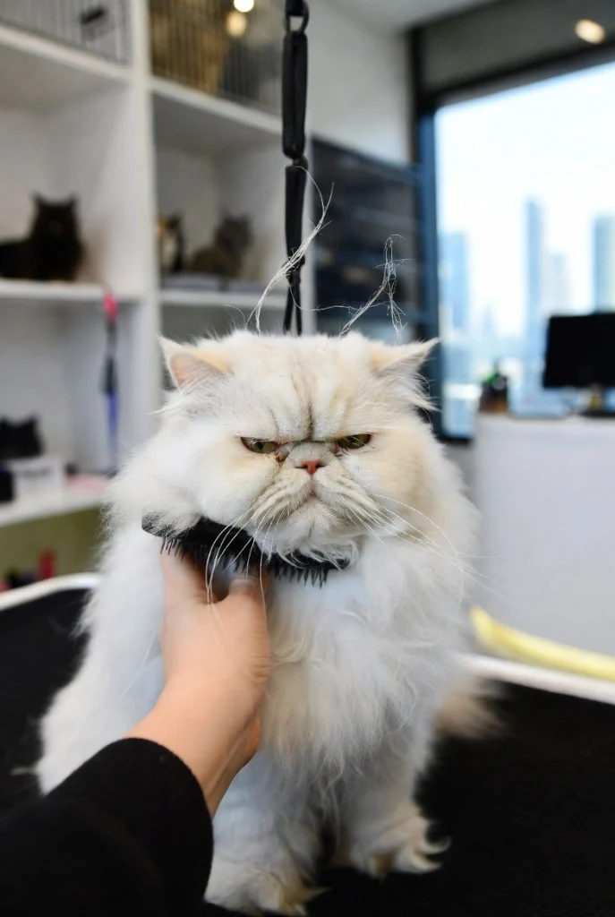 Cat Grooming