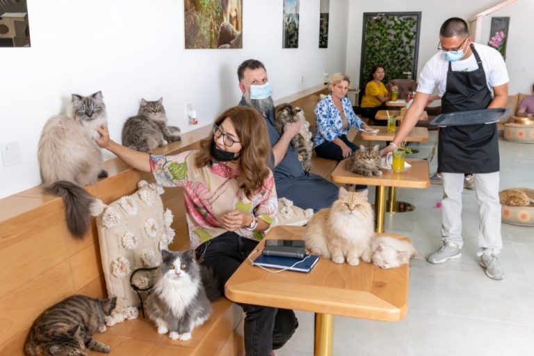 Cat Shelter Dubai