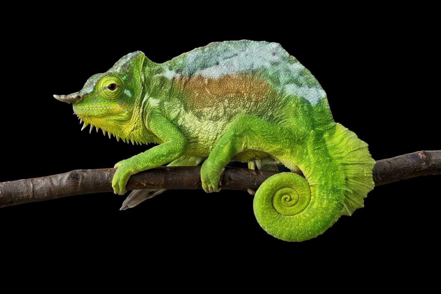 Four-Horned Chameleon — Advanced Keeper