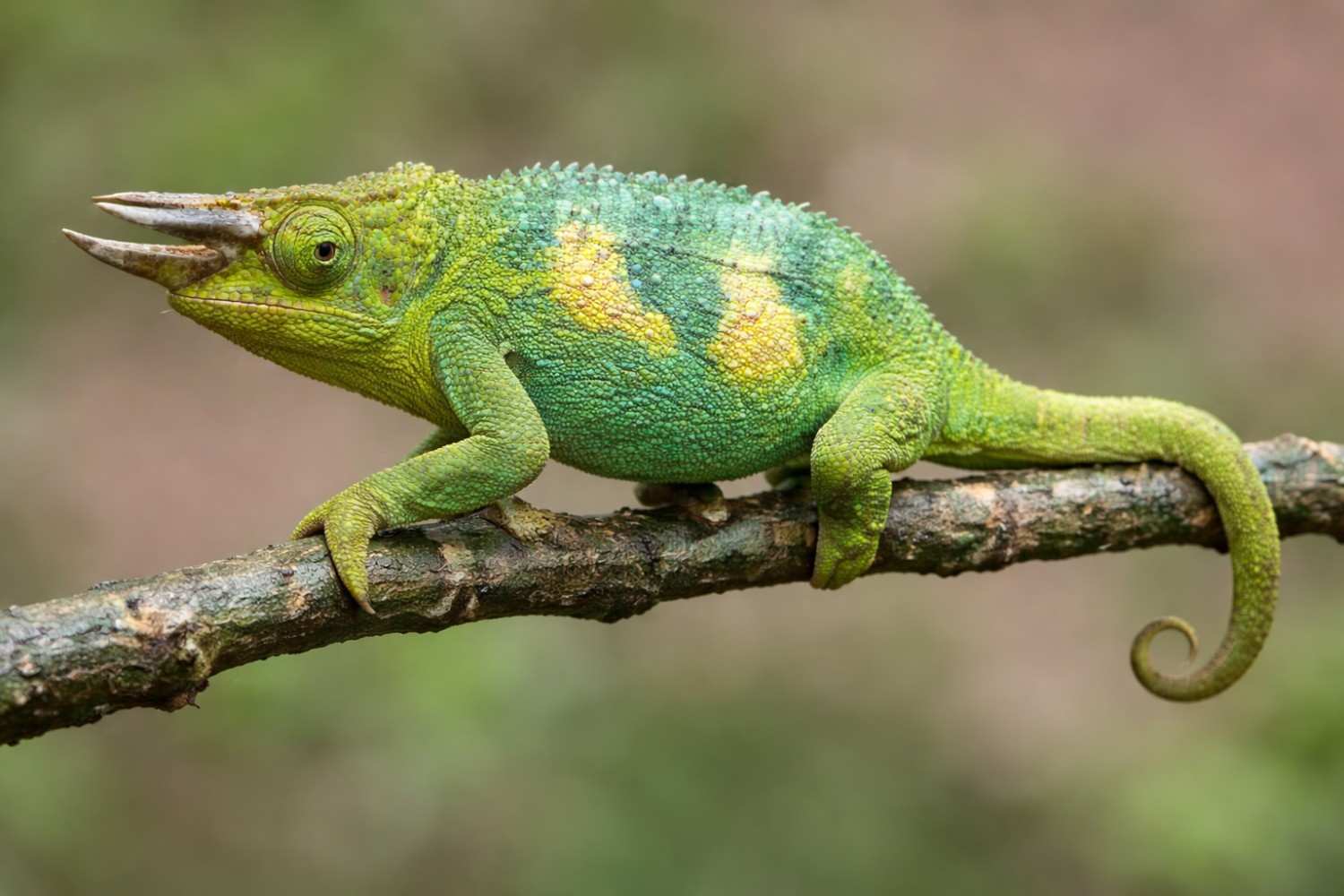 Jackson's Chameleon — Intermediate