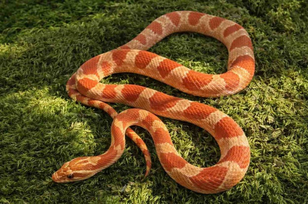 Corn Snake (Pantherophis guttatus)