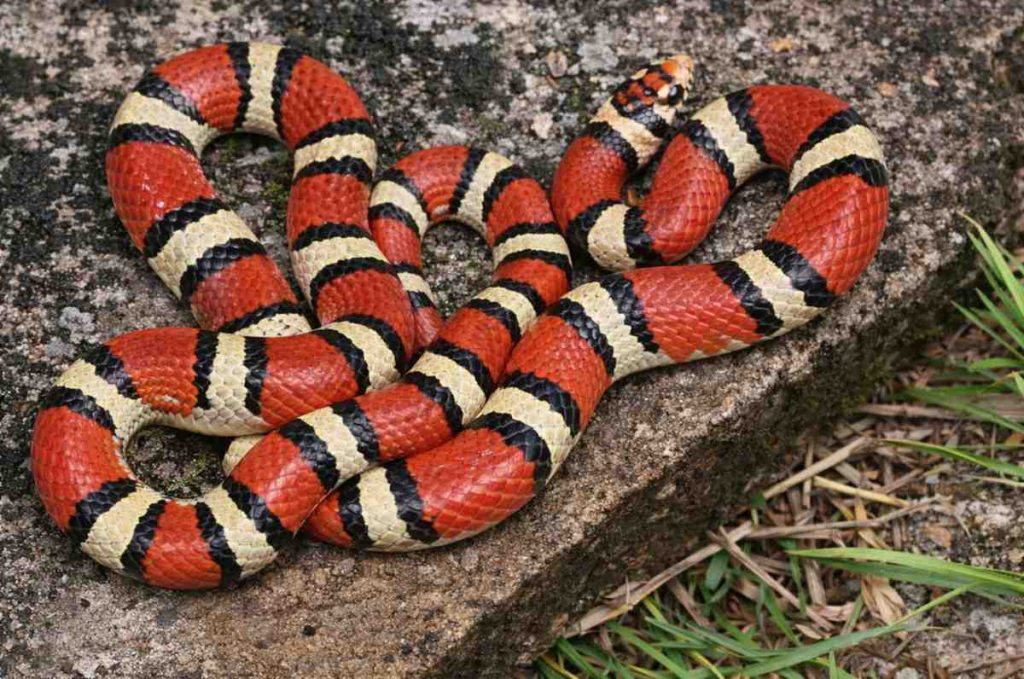 Milk Snake (Lampropeltis triangulum)