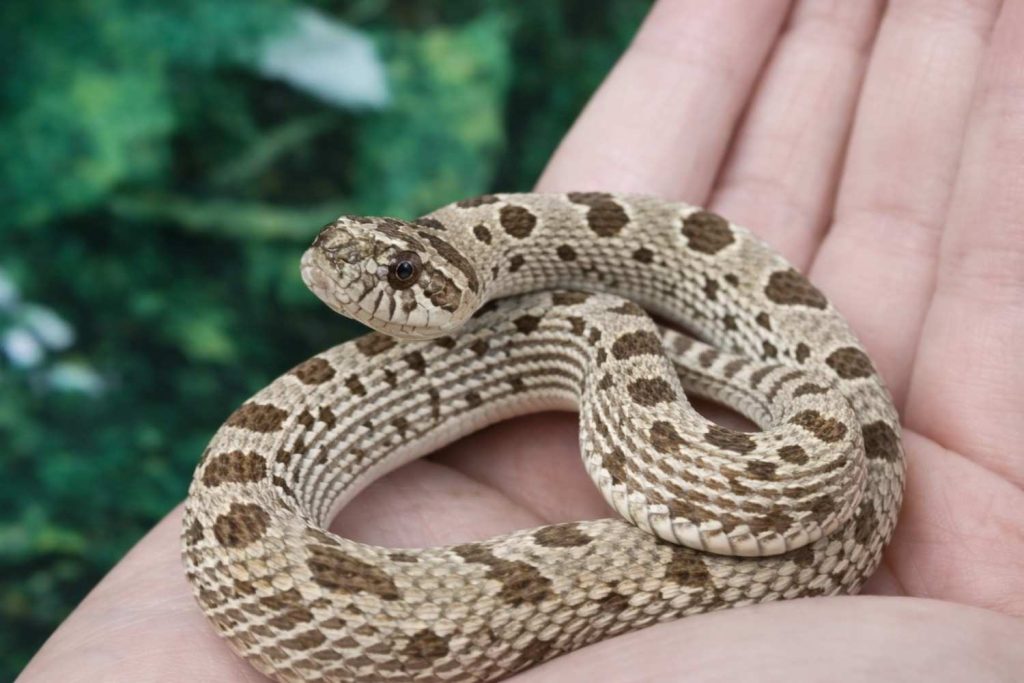 Western Hognose Snake (Heterodon nasicus)