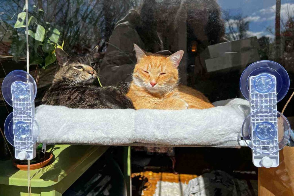 Cushioned Cat Window Perch