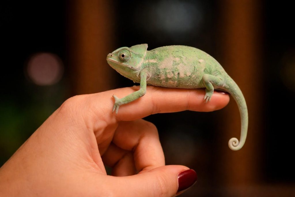 Feeding Your Chameleon