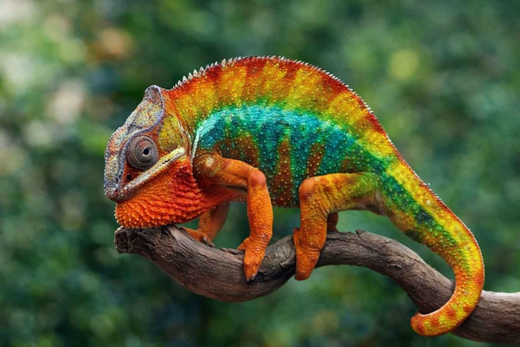 Water for Chameleon Pet