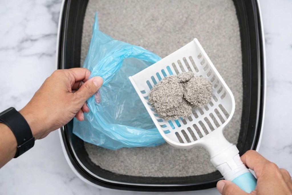 a Cat Litter Box