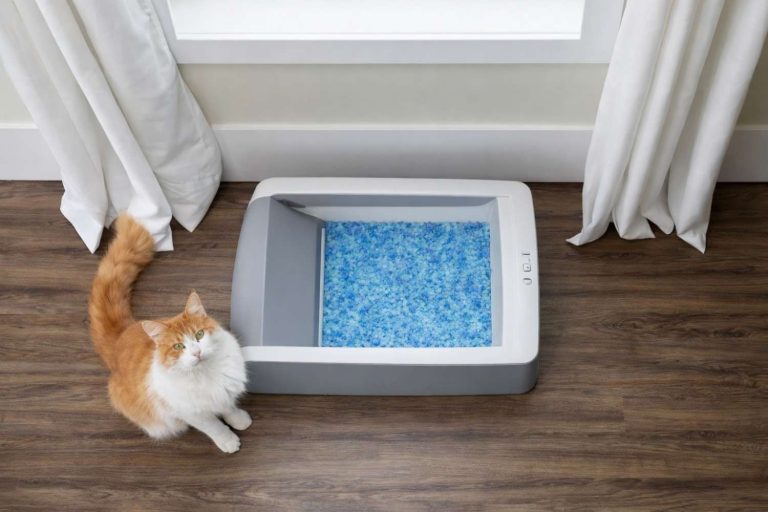 Cat Litter Box