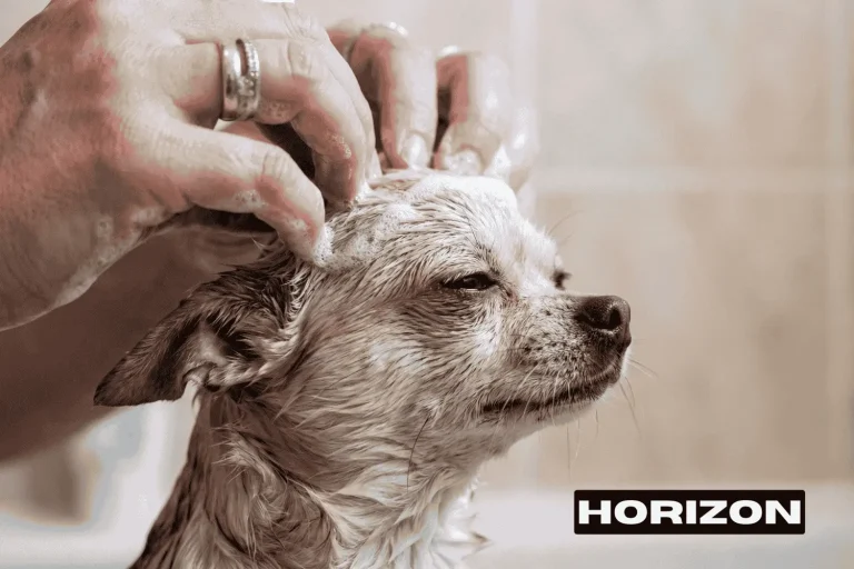 Dog Grooming: Steps, Benefits, Tools, Frequency, and At-Home Care