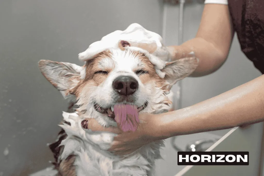 Dog Grooming