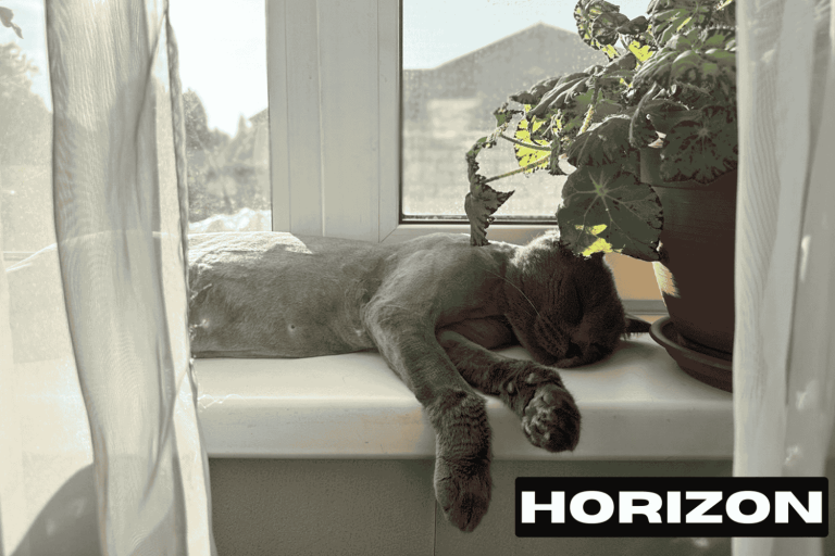 Lazy Cat: Is Your Cat Too Lazy or Just Naturally Low-Energy?