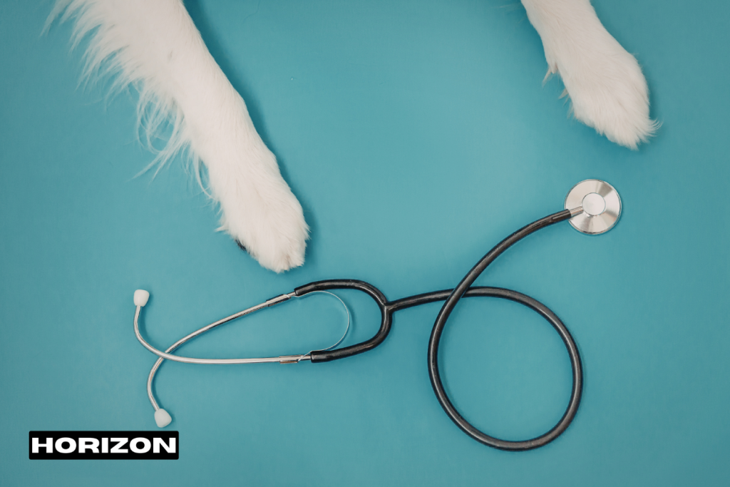 Pet Connection Clinic Location in Dubai