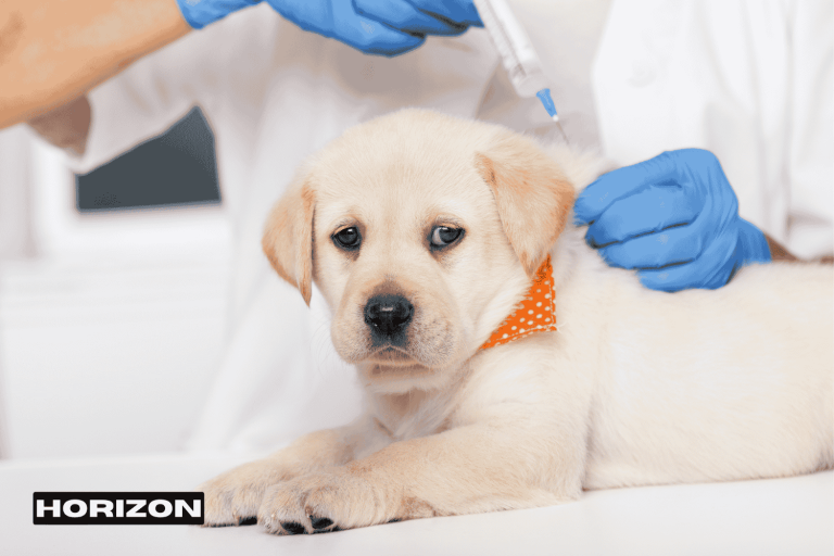 Pet Connection Veterinary Clinic Dubai: Services, Location, and Appointment Info
