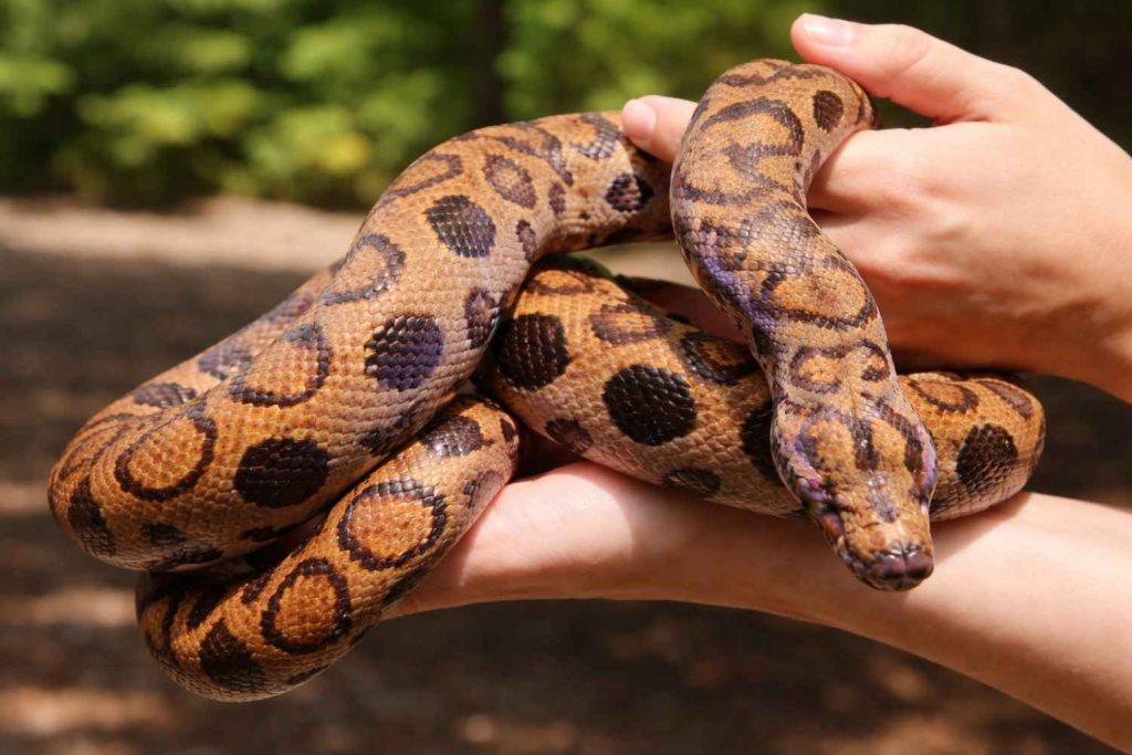 types of pet snakes