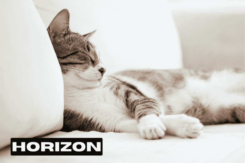 Lazy Cat