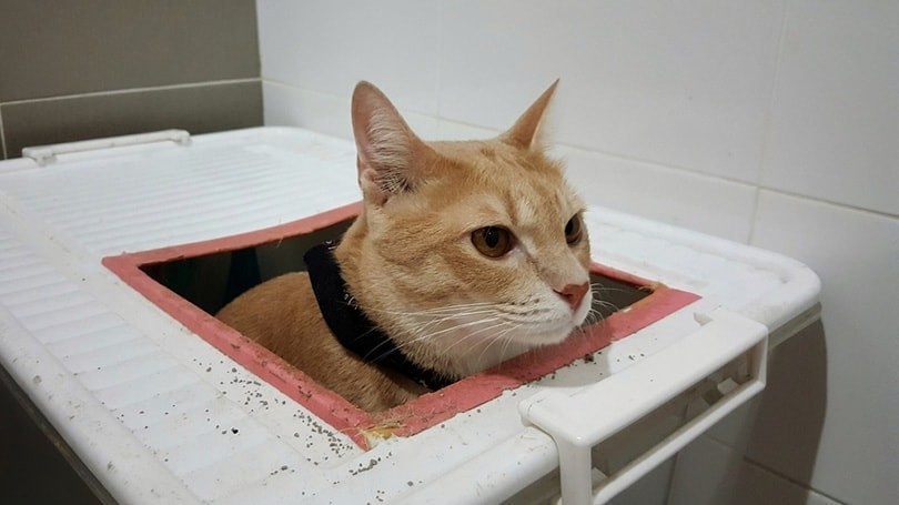 Litter Box Placement: Location Matters More Than You Think
