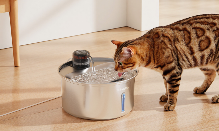 How to Keep Cat Water Fresh and Clean | A Complete Guide for Happy, Healthy Cats