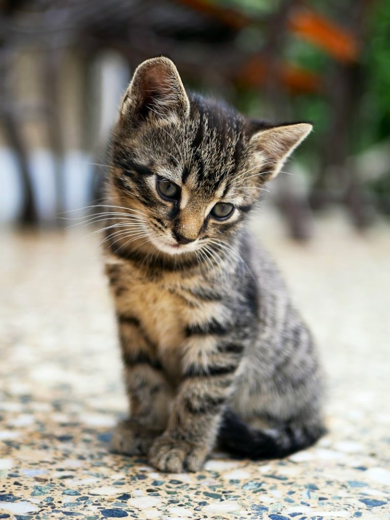 Litter Box Tips for Kittens