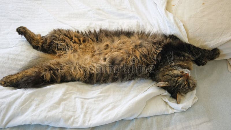 The Science Behind Cats’ Preference for Orthopedic Beds