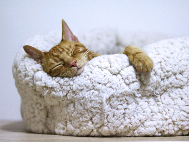 Why Do Cats Prefer Sleeping in Orthopedic Beds?